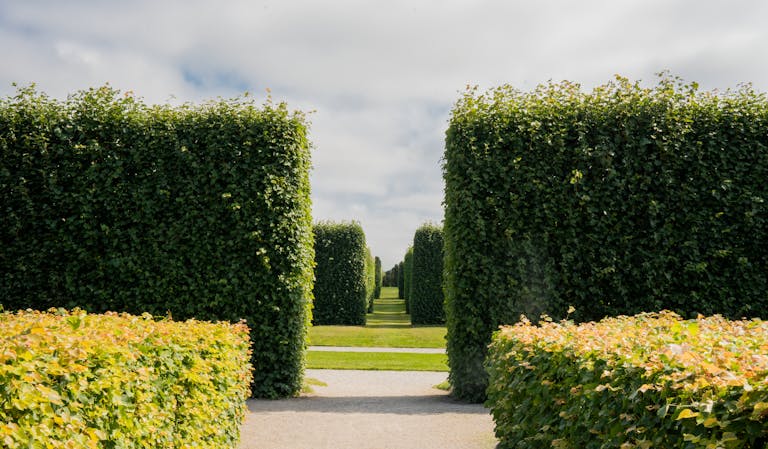 Explore the serene symmetry of a green hedge corridor in Stockholm's summer garden.