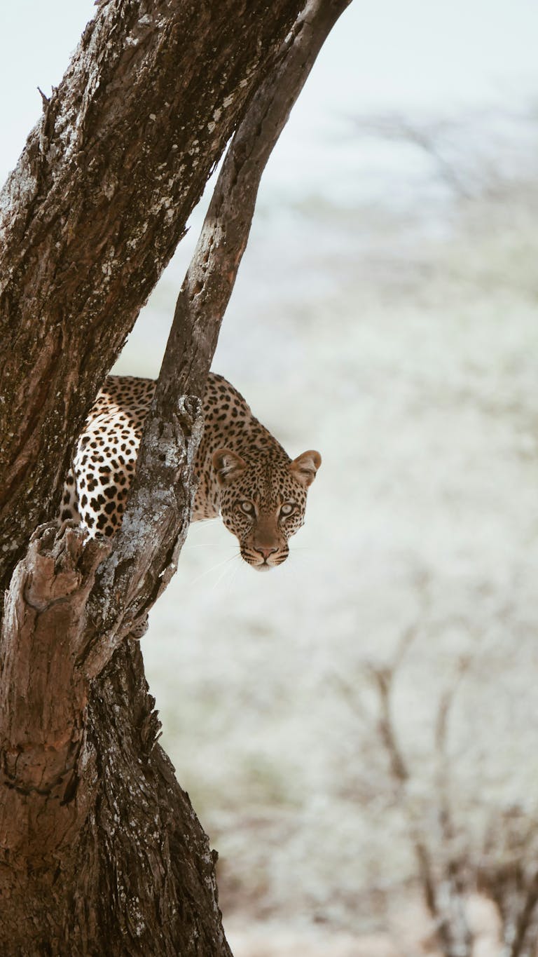 Wild African leopard peering through a tree on the savanna, showcasing its natural habitat.